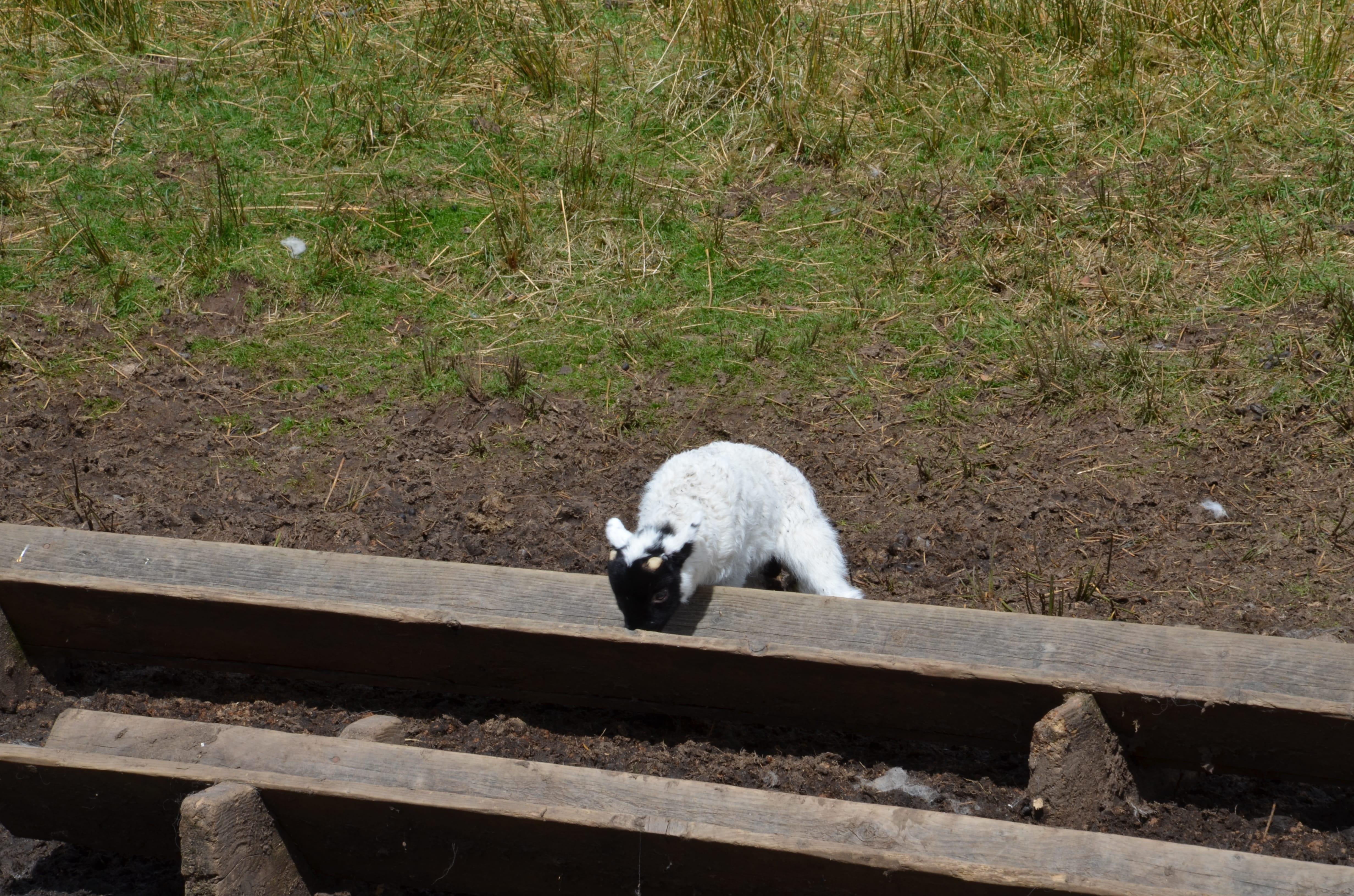 A young lamb at a trough