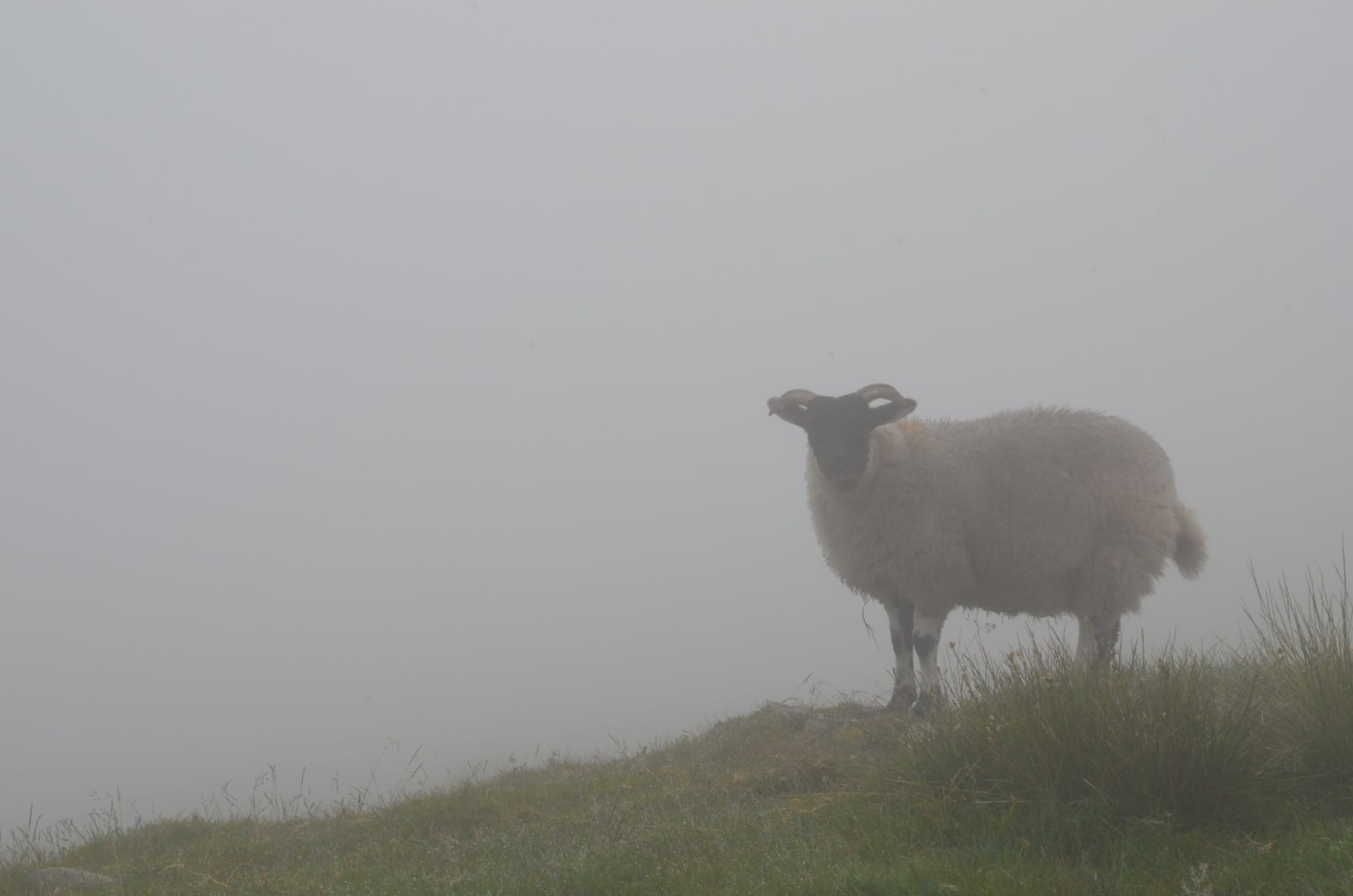 A sheep in the fog