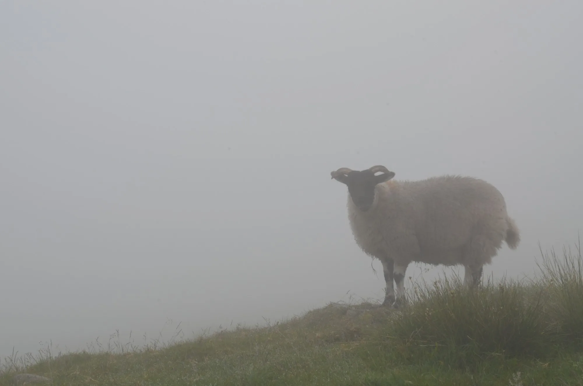 A sheep in the fog