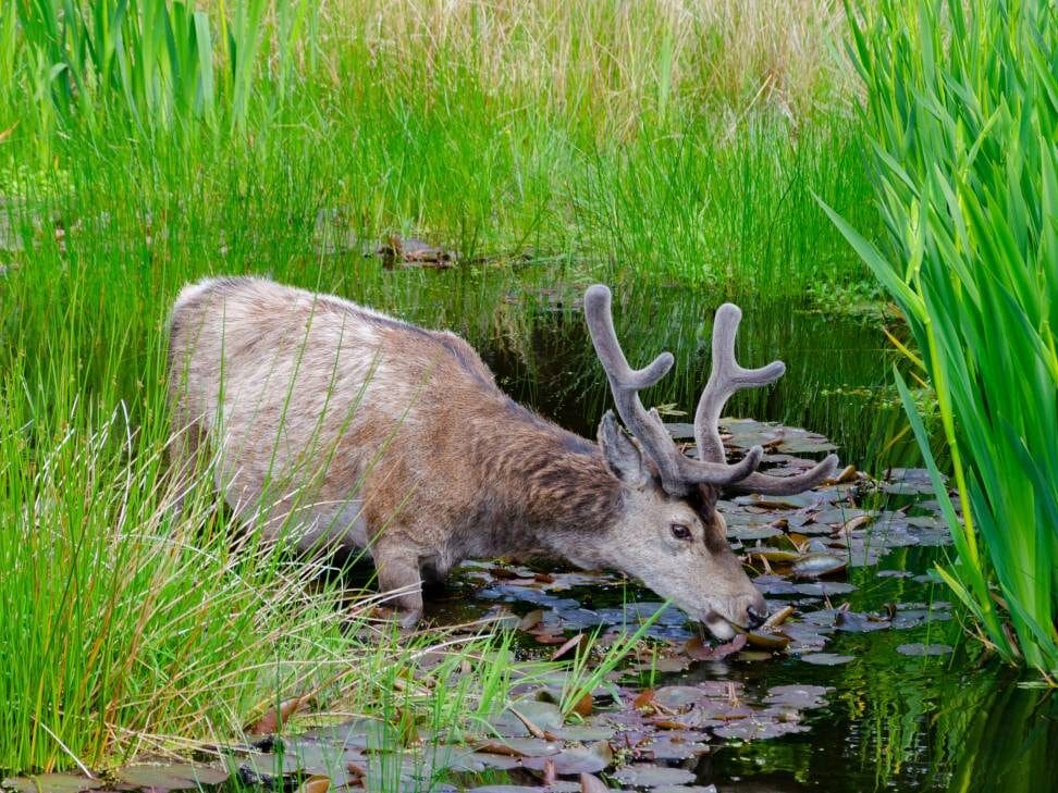 A stag standing in a pond